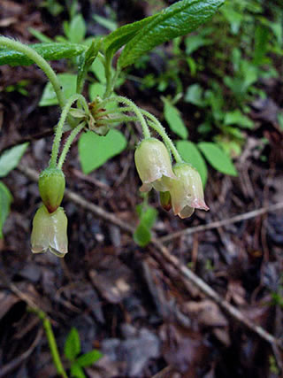 flowers up close